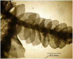 Attēlu rezultāti vaicājumam “Calypogeia suecica”