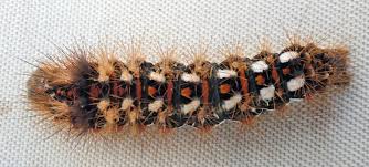 Attēlu rezultāti vaicājumam “Acronicta rumicis larva”