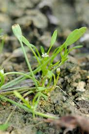 Attēlu rezultāti vaicājumam “Limosella aquatica”