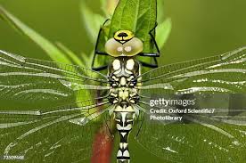 Attēlu rezultāti vaicājumam “Aeshna juncea male”