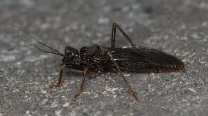 Attēlu rezultāti vaicājumam “Reduvius personatus”