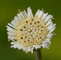 「タカスギ・サブロウタ」の画像検索結果