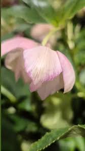 Image result for Christrose