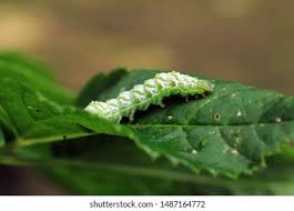 Attēlu rezultāti vaicājumam “Abrostola tripartita”