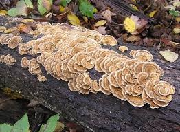 Attēlu rezultāti vaicājumam “Trametes versicolor”