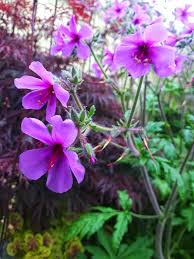 Attēlu rezultāti vaicājumam “Geranium palustre fruit”