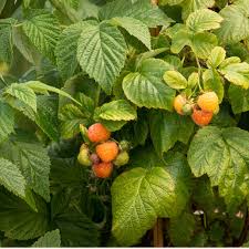 Attēlu rezultāti vaicājumam “Rubus idaeus fruit”