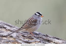 Image result for Zonotrichia leucophrys