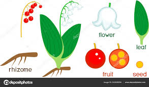 Attēlu rezultāti vaicājumam “Convallaria majalis fruit”