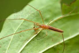 Attēlu rezultāti vaicājumam “Tetragnathidae”