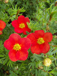 Attēlu rezultāti vaicājumam “Potentilla”
