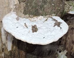 Attēlu rezultāti vaicājumam “Trametes gibbosa”