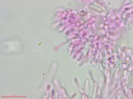 Attēlu rezultāti vaicājumam “Ceriporia purpurea”