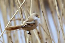 Attēlu rezultāti vaicājumam “Panurus biarmicus female”