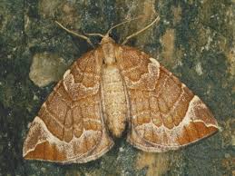 Attēlu rezultāti vaicājumam “Eulithis pyropata”