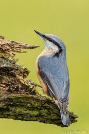 Attēlu rezultāti vaicājumam “Sitta europaea male”