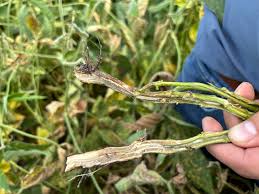 Attēlu rezultāti vaicājumam “Stemonitopsis hyperopta var. landewaldii stalked”