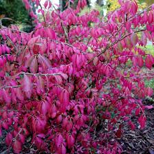 Attēlu rezultāti vaicājumam “Euonymus”