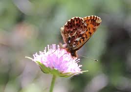 Attēlu rezultāti vaicājumam “Boloria titania”