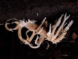 Attēlu rezultāti vaicājumam “Lentaria sp.”