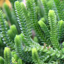 Attēlu rezultāti vaicājumam “Sedum acre leaf”