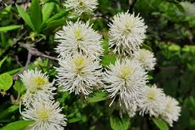 Attēlu rezultāti vaicājumam “Fothergilla major”