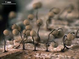 Attēlu rezultāti vaicājumam “Cribraria intricata”