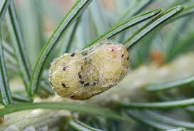 Attēlu rezultāti vaicājumam “Diprion pini female”