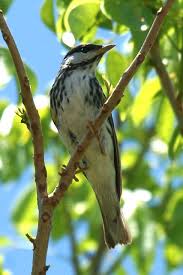 Image result for Dendroica striata