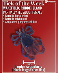 Attēlu rezultāti vaicājumam “Ixodes female”