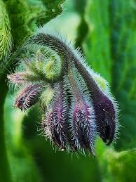 Attēlu rezultāti vaicājumam “Symphytum officinale bud”