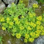 Attēlu rezultāti vaicājumam “Sedum aizoon leaf”