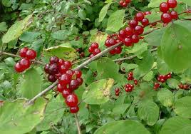 Attēlu rezultāti vaicājumam “Lonicera xylosteum fruit”