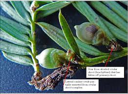 Attēlu rezultāti vaicājumam “Taxus baccata female flower”