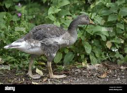 Attēlu rezultāti vaicājumam “Anser anser juvenile”