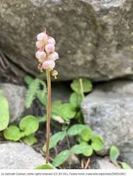 Attēlu rezultāti vaicājumam “Pyrola minor flower”
