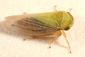 Attēlu rezultāti vaicājumam “Oncopsis sp.”