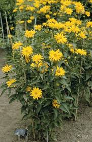 Image result for Heliopsis scabra