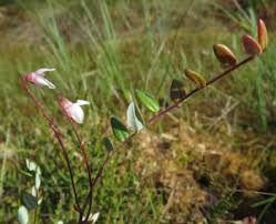 Attēlu rezultāti vaicājumam “Oenothera rubricauli leaf”