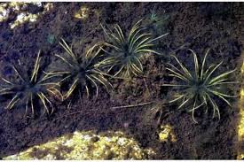 Attēlu rezultāti vaicājumam “Isoetaceae”