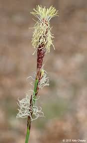 Attēlu rezultāti vaicājumam “Carex panicea flower”