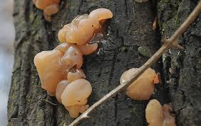 Attēlu rezultāti vaicājumam “Myxarium nucleatum”