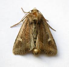 Attēlu rezultāti vaicājumam “Celaena leucostigma”