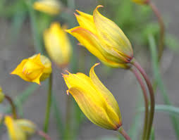 Attēlu rezultāti vaicājumam “Tulipa sylvestris bud”