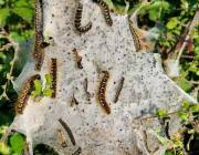 Attēlu rezultāti vaicājumam “Eriogaster lanestris larva”