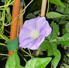 Image result for Ipomoea Lavender