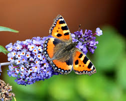 Image result for Small Tortoiseshell