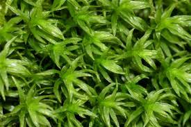 Attēlu rezultāti vaicājumam “Dichodontium pellucidum”