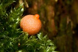 Attēlu rezultāti vaicājumam “Lycogala miserum macro”