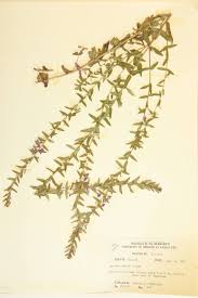 Attēlu rezultāti vaicājumam “Lythraceae”